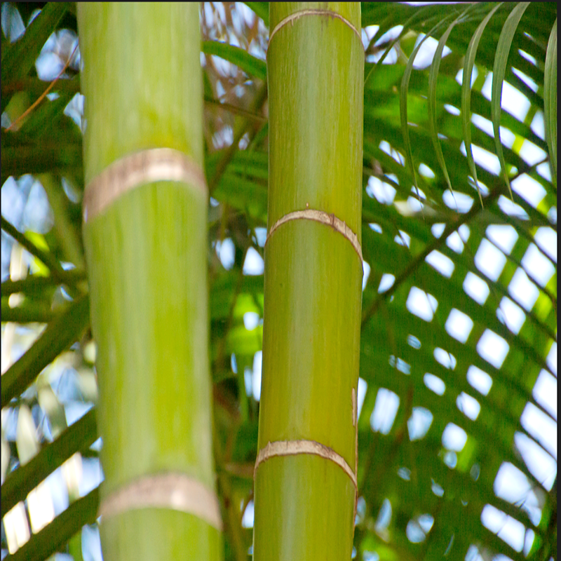 Produção de OSB de bambu